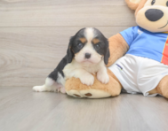 6 week old Cavalier King Charles Spaniel Puppy For Sale - Lone Star Pups