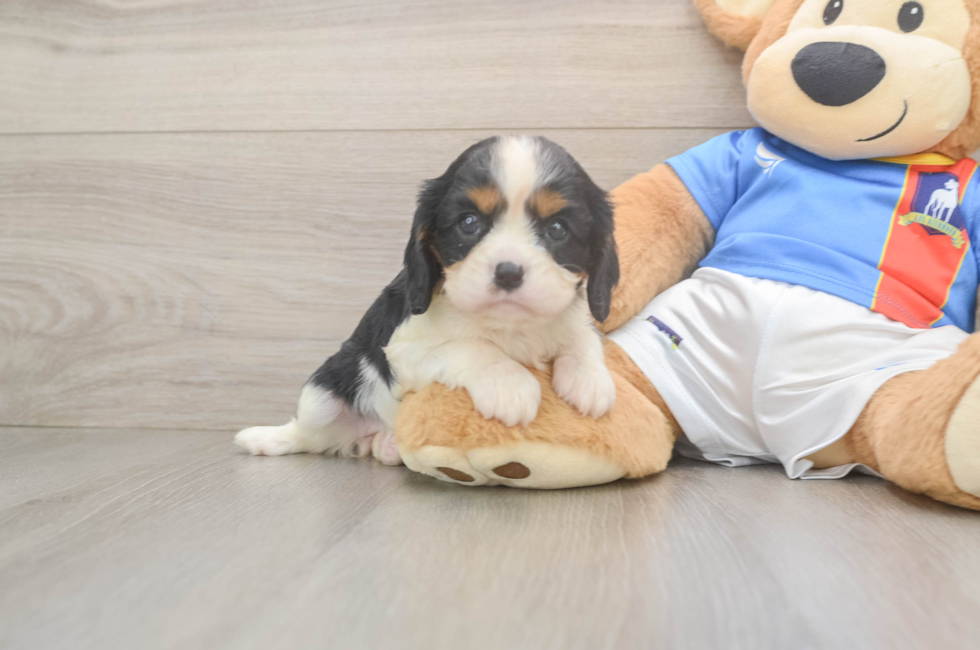 6 week old Cavalier King Charles Spaniel Puppy For Sale - Lone Star Pups