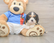 6 week old Cavalier King Charles Spaniel Puppy For Sale - Lone Star Pups