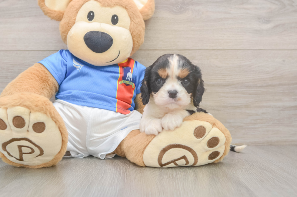 6 week old Cavalier King Charles Spaniel Puppy For Sale - Lone Star Pups