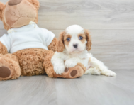 7 week old Cavalier King Charles Spaniel Puppy For Sale - Lone Star Pups