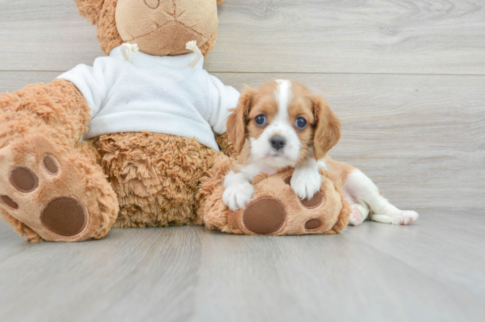 6 week old Cavalier King Charles Spaniel Puppy For Sale - Lone Star Pups