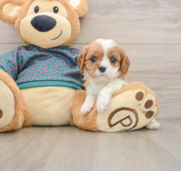 5 week old Cavalier King Charles Spaniel Puppy For Sale - Lone Star Pups