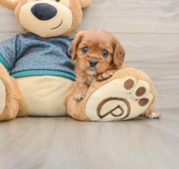 5 week old Cavalier King Charles Spaniel Puppy For Sale - Lone Star Pups