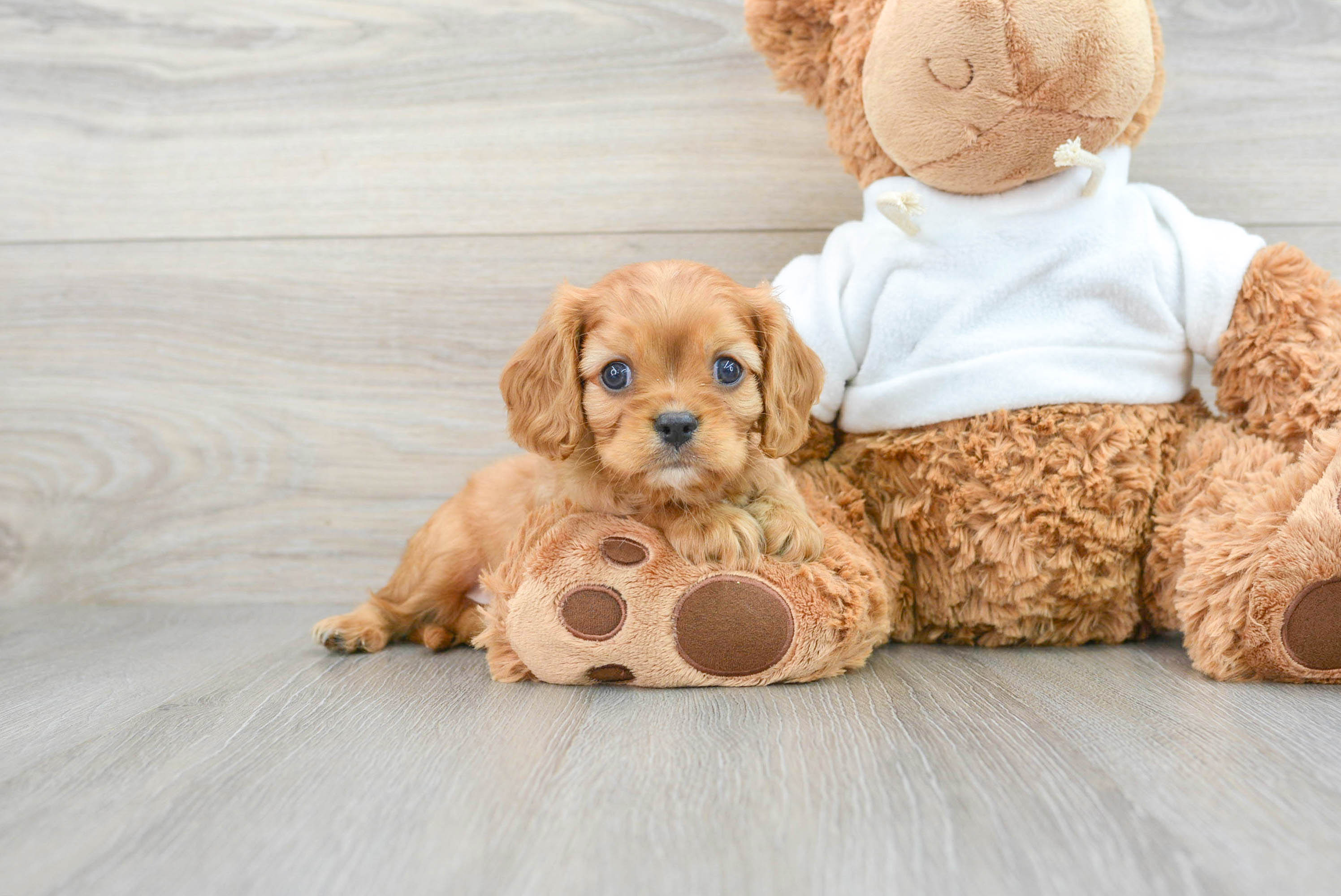 Happy Cavalier King Charles Spaniel Purebred Puppy