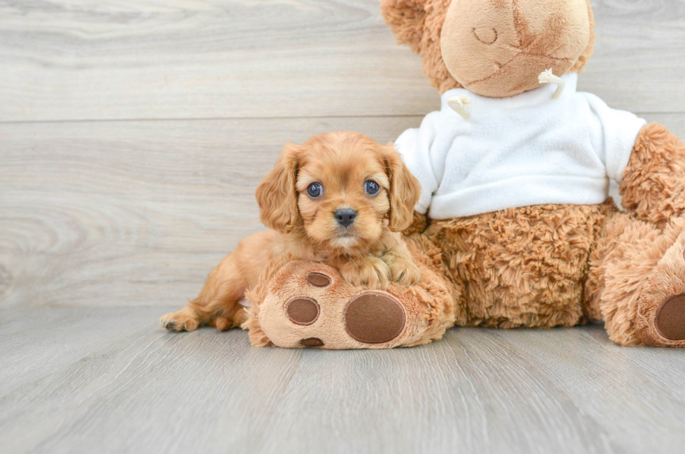 6 week old Cavalier King Charles Spaniel Puppy For Sale - Lone Star Pups