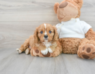 7 week old Cavalier King Charles Spaniel Puppy For Sale - Lone Star Pups
