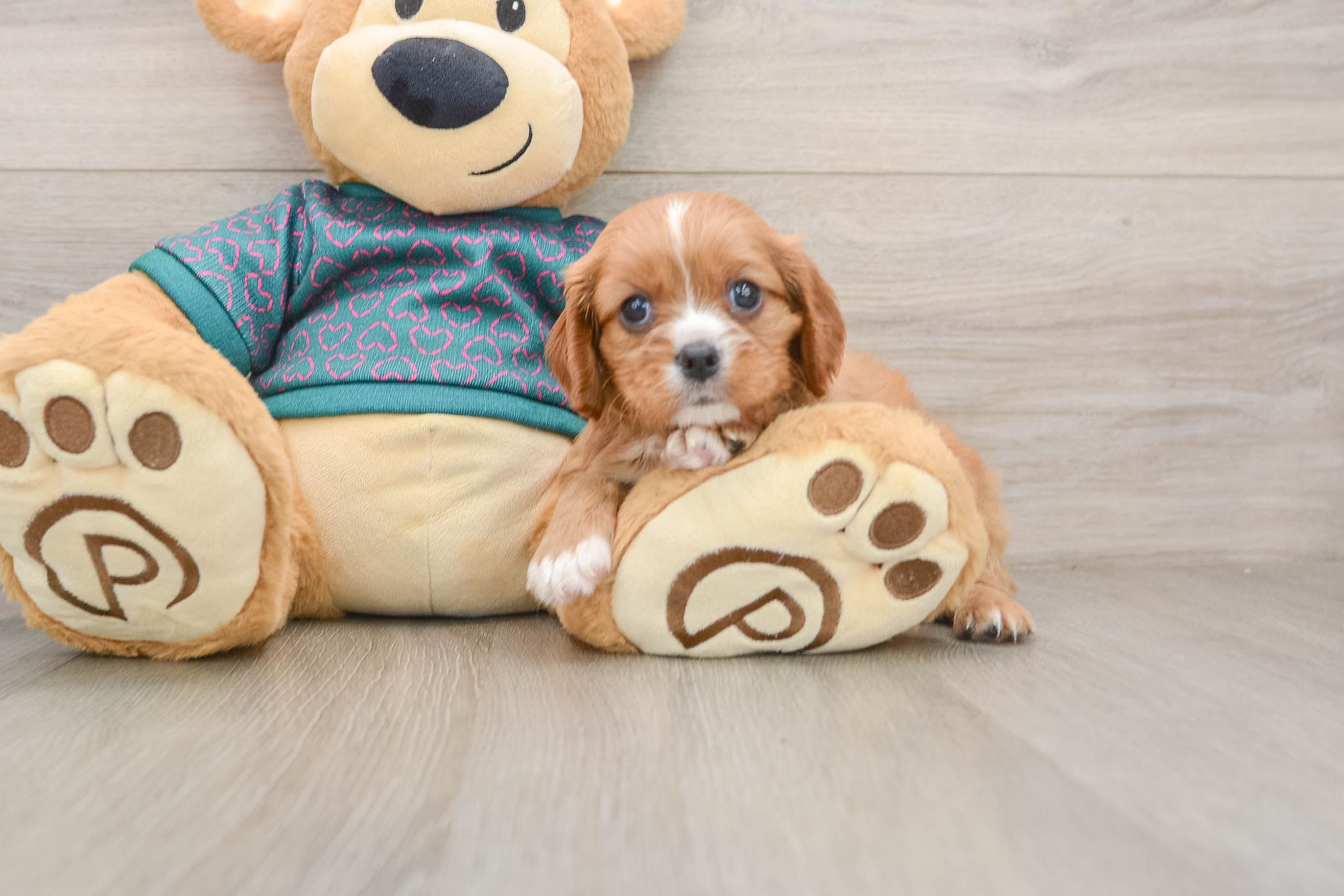 Cavalier King Charles Spaniel Puppy for Adoption