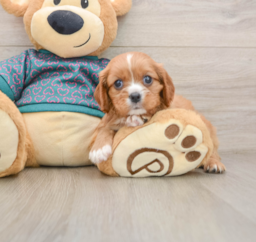 5 week old Cavalier King Charles Spaniel Puppy For Sale - Lone Star Pups