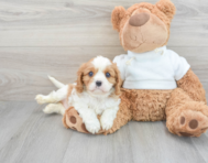 6 week old Cavalier King Charles Spaniel Puppy For Sale - Lone Star Pups