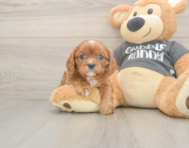 5 week old Cavalier King Charles Spaniel Puppy For Sale - Lone Star Pups