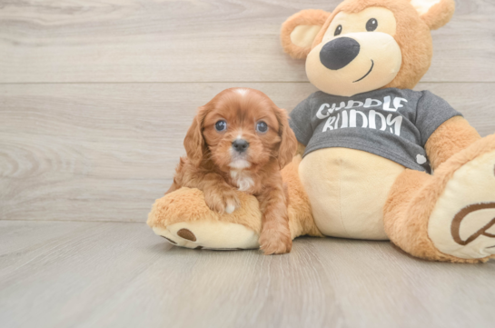 5 week old Cavalier King Charles Spaniel Puppy For Sale - Lone Star Pups Best Cavalier King Charles Spaniel Baby