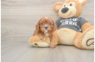 Meet Thomas - our Cavalier King Charles Spaniel Puppy Photo  1/3 - Lone Star Pups Best Cavalier King Charles Spaniel Baby