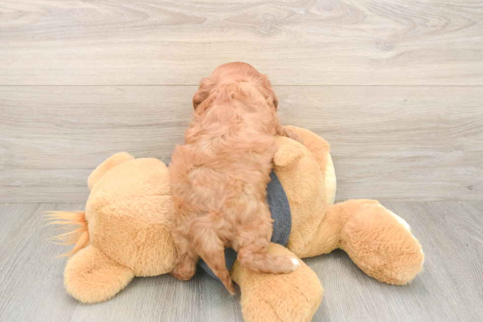Meet Thomas - our Cavalier King Charles Spaniel Puppy Photo  3/3 - Lone Star Pups Smart Cavalier Purebred Puppy