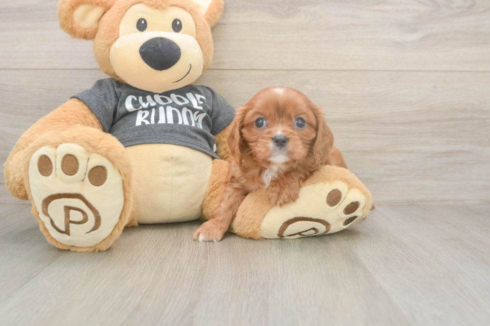 Meet Thomas - our Cavalier King Charles Spaniel Puppy Photo  2/3 - Lone Star Pups Playful Cavalier King Charles Spaniel Baby