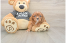 Meet Thomas - our Cavalier King Charles Spaniel Puppy Photo  2/3 - Lone Star Pups Playful Cavalier King Charles Spaniel Baby