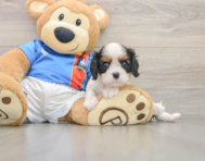 5 week old Cavalier King Charles Spaniel Puppy For Sale - Lone Star Pups