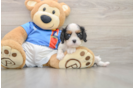 Small Cavalier King Charles Spaniel Purebred Pup