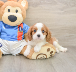 6 week old Cavalier King Charles Spaniel Puppy For Sale - Lone Star Pups