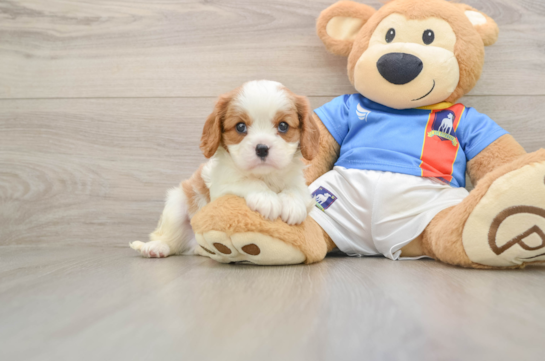 THOMAS, a Cavalier King Charles Spaniel littermate