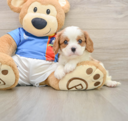 5 week old Cavalier King Charles Spaniel Puppy For Sale - Lone Star Pups