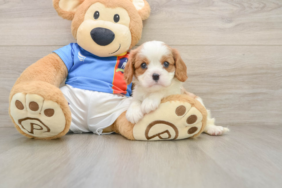 Energetic Cavalier Purebred Puppy