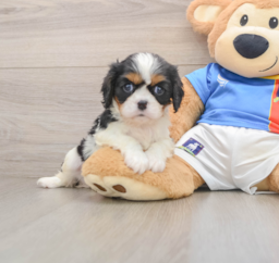 5 week old Cavalier King Charles Spaniel Puppy For Sale - Lone Star Pups