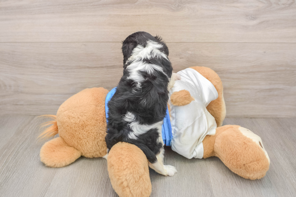 Cavalier King Charles Spaniel Puppy for Adoption