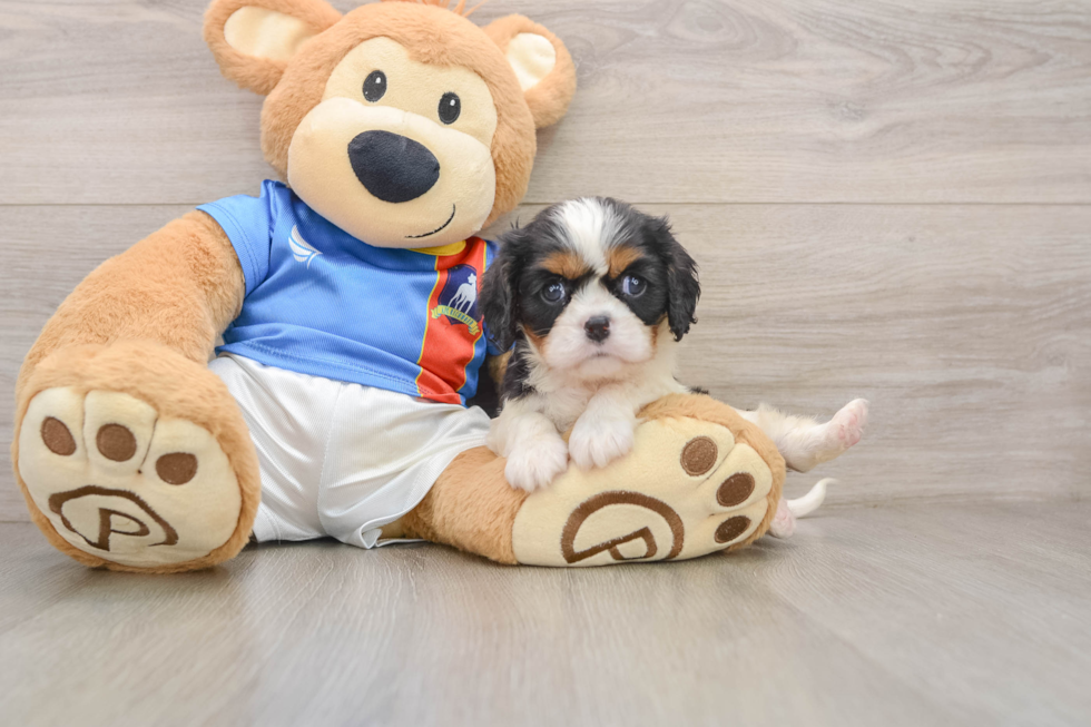 Smart Cavalier Purebred Puppy