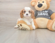 7 week old Cavalier King Charles Spaniel Puppy For Sale - Lone Star Pups