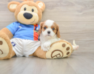 5 week old Cavalier King Charles Spaniel Puppy For Sale - Lone Star Pups