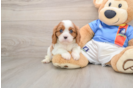 Cavalier King Charles Spaniel Puppy for Adoption