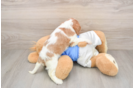 Cavalier King Charles Spaniel Puppy for Adoption