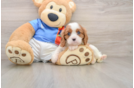 Cavalier King Charles Spaniel Puppy for Adoption