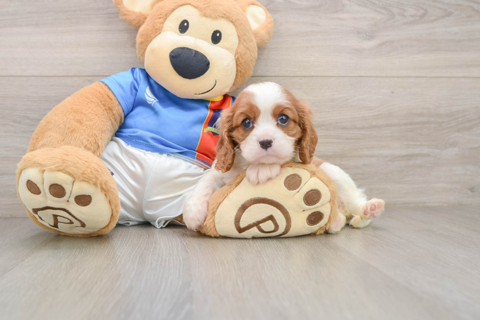 Cavalier King Charles Spaniel Puppy for Adoption