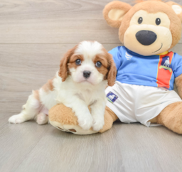 5 week old Cavalier King Charles Spaniel Puppy For Sale - Lone Star Pups