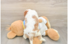Cute Cavalier Purebred Puppy