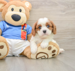 5 week old Cavalier King Charles Spaniel Puppy For Sale - Lone Star Pups