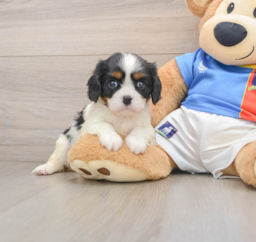 5 week old Cavalier King Charles Spaniel Puppy For Sale - Lone Star Pups