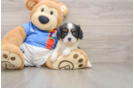 Cavalier King Charles Spaniel Pup Being Cute