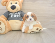 5 week old Cavalier King Charles Spaniel Puppy For Sale - Lone Star Pups