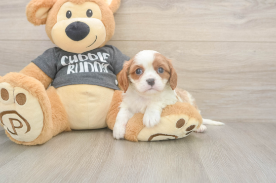 5 week old Cavalier King Charles Spaniel Puppy For Sale - Lone Star Pups Cavalier King Charles Spaniel Pup Being Cute