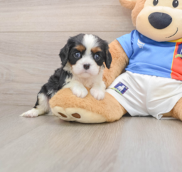 5 week old Cavalier King Charles Spaniel Puppy For Sale - Lone Star Pups
