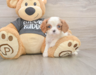 7 week old Cavalier King Charles Spaniel Puppy For Sale - Lone Star Pups