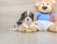5 week old Cavalier King Charles Spaniel Puppy For Sale - Lone Star Pups