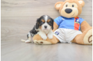 Small Cavalier King Charles Spaniel Baby