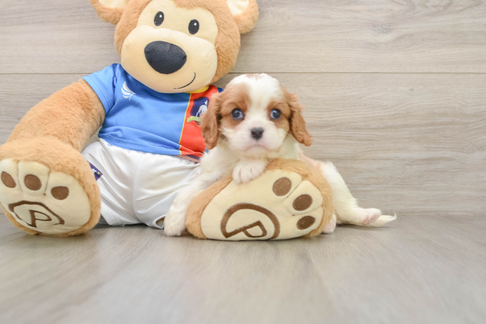 Smart Cavalier Purebred Puppy