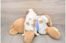 Cavalier King Charles Spaniel Puppy for Adoption