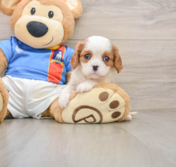 5 week old Cavalier King Charles Spaniel Puppy For Sale - Lone Star Pups