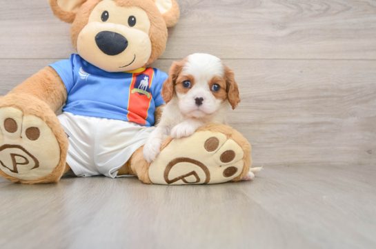 Cavalier King Charles Spaniel Pup Being Cute